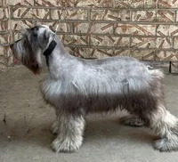 Miniature & Toy Schnauzers , a female Miniature Schnauzer for sale in Tulsa, OK – 3 of 10