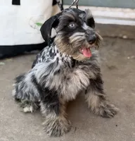 Merle Haggard, a male Miniature Schnauzer for sale in Tulsa, OK – 2 of 2