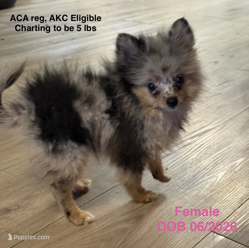Precious  – Pomeranian puppy for sale in Tulsa, OK