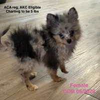 Precious , a female Pomeranian for sale in Tulsa, OK – 1 of 3