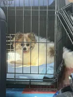 Honey , a female Pomeranian for sale in Tulsa, OK – 3 of 3