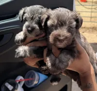 Tiny Tim, a male Miniature Schnauzer for sale in Tulsa, OK – 6 of 7