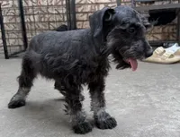 Miniature & Toy Schnauzers , a female Miniature Schnauzer for sale in Tulsa, OK – 5 of 10