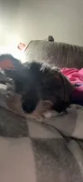 Tiny Tim, a male Miniature Schnauzer for sale in Tulsa, OK – 3 of 7