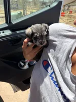 Tiny Tim, a male Miniature Schnauzer for sale in Tulsa, OK – 7 of 7