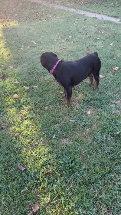 Dynasty, a female Rottweiler for sale in Tulsa, OK – 2 of 2