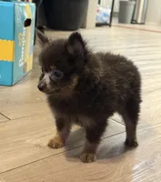 Baby, a female Pomeranian for sale in Tulsa, OK – 2 of 2