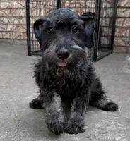 Miniature & Toy Schnauzers , a female Miniature Schnauzer for sale in Tulsa, OK – 10 of 10