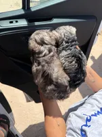 Tiny Tim, a male Miniature Schnauzer for sale in Tulsa, OK – 5 of 7