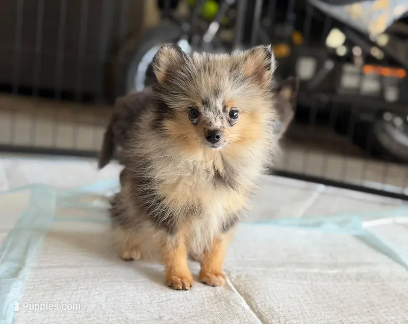 Precious  – Pomeranian puppy for sale in Tulsa, OK