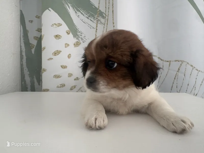 Golden – Maltese, Shih Tzu puppy for sale in Inglewood, CA