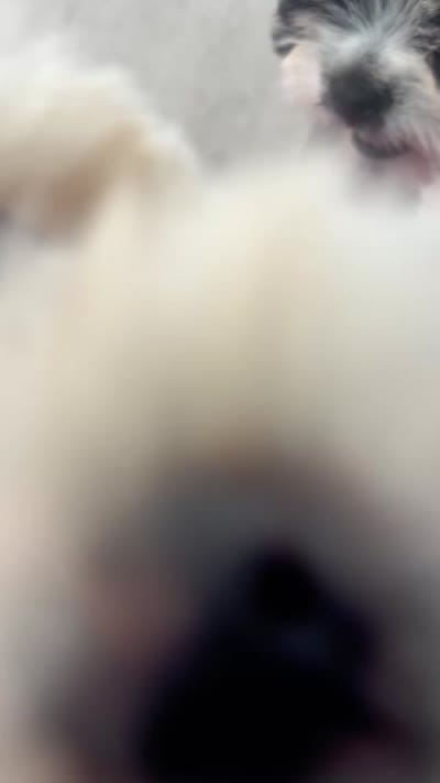 Mylk , a male Maltese and Shih Tzu for sale in Inglewood, CA – 4 of 4