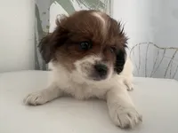 Golden, a male Maltese and Shih Tzu for sale in Inglewood, CA – 7 of 9