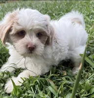 SNOW, a male Maltese and Shih Tzu for sale in Inglewood, CA – 2 of 7