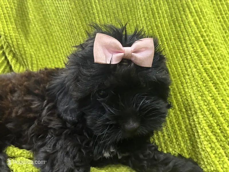 Casina – Maltese, Shih Tzu puppy for sale in Inglewood, CA