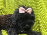 Casina, a female Maltese and Shih Tzu for sale in Inglewood, CA – 1 of 6