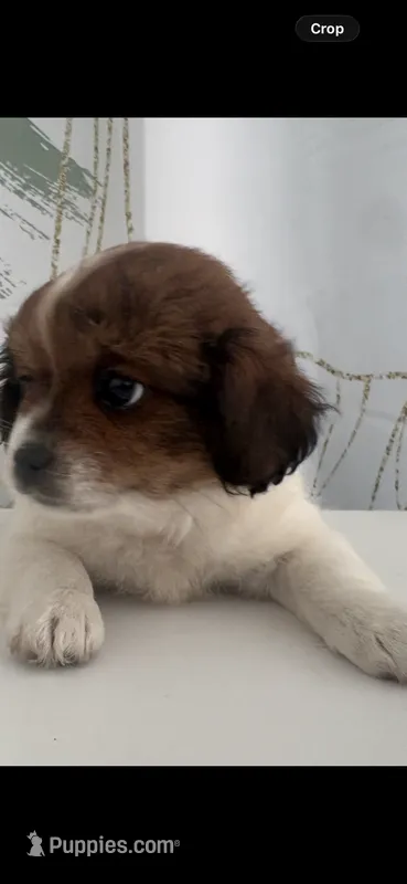 Golden – Maltese, Shih Tzu puppy for sale in Inglewood, CA