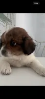 Golden, a male Maltese and Shih Tzu for sale in Inglewood, CA – 1 of 9