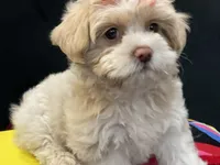 LEELEE , a female Maltese and Shih Tzu for sale in Inglewood, CA – 5 of 7