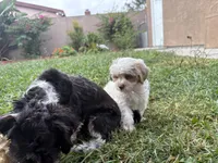 SNOW, a male Maltese and Shih Tzu for sale in Inglewood, CA – 4 of 7