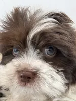 Eyes, a male Maltese and Shih Tzu for sale in Inglewood, CA – 4 of 6