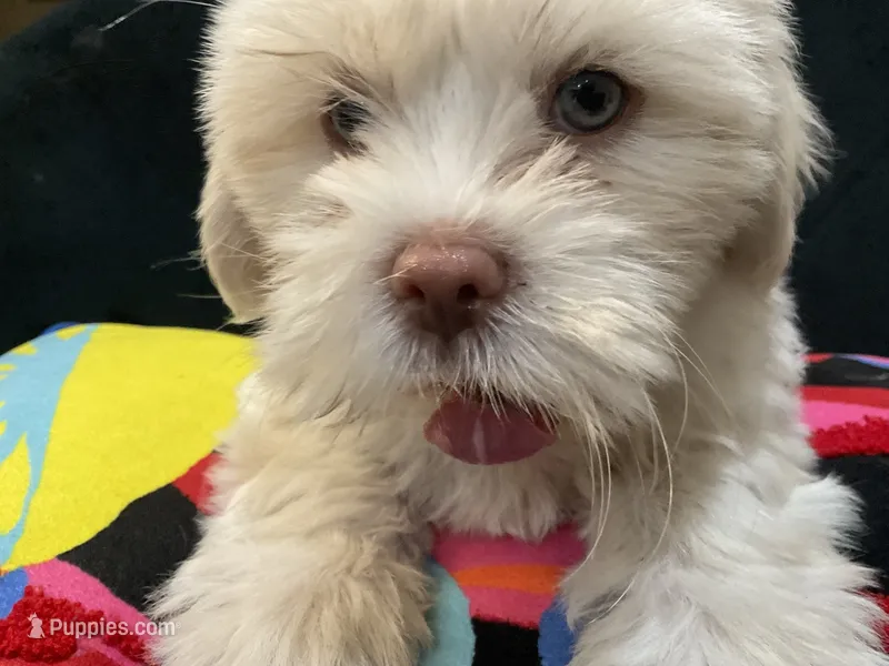 LYTE – Maltese, Shih Tzu puppy for sale in Inglewood, CA