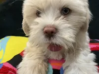 LYTE, a male Maltese and Shih Tzu for sale in Inglewood, CA – 1 of 9
