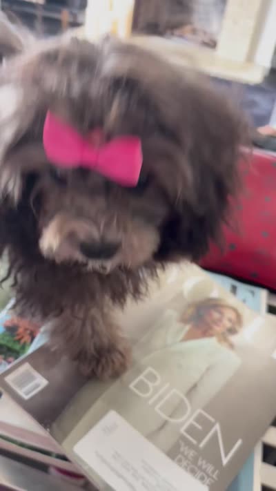 Curly, a female Maltese and Shih Tzu for sale in Inglewood, CA – 5 of 5