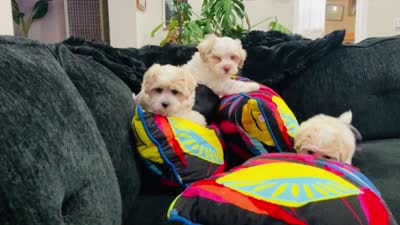 Leelee, a female Maltese and Shih Tzu for sale in Inglewood, CA – 9 of 10