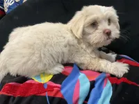 LYTE, a male Maltese and Shih Tzu for sale in Inglewood, CA – 4 of 9