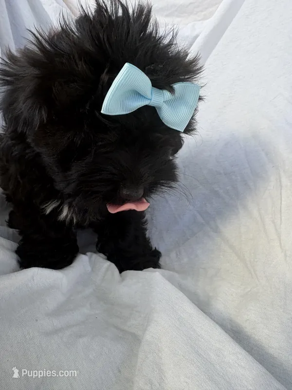 Casina – Maltese, Shih Tzu puppy for sale in Inglewood, CA
