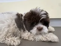 Eyes, a male Maltese and Shih Tzu for sale in Inglewood, CA – 2 of 6