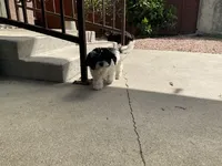 Moon, a female Maltipoo and Shih Tzu for sale in Inglewood, CA – Photo 2 of 6