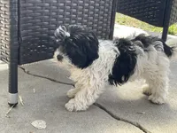 Moon, a female Maltipoo and Shih Tzu for sale in Inglewood, CA – Photo 3 of 6