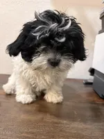 Moon, a male Shih Tzu for sale in Inglewood, CA – Photo 2 of 2