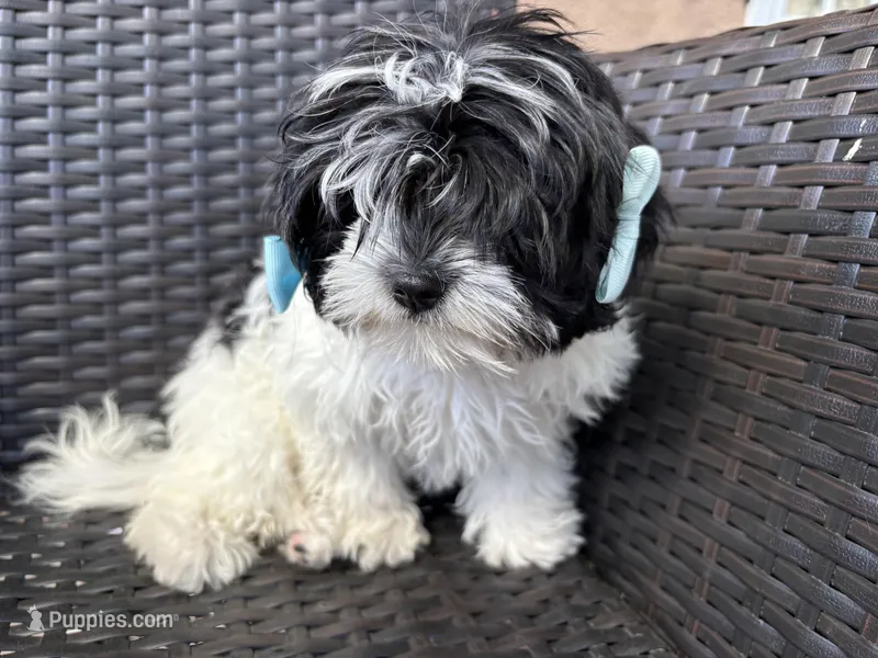 Moon – Maltipoo, Shih Tzu puppy for sale in Inglewood, CA