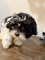 Moon, a male Shih Tzu for sale in Inglewood, CA – Photo 1 of 2