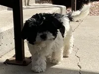 Moon, a female Maltipoo and Shih Tzu for sale in Inglewood, CA – Photo 6 of 6
