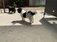 Moon, a female Maltipoo and Shih Tzu for sale in Inglewood, CA – Photo 5 of 6