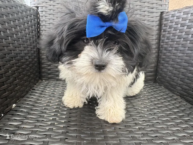 Moon – Maltipoo, Shih Tzu puppy for sale in Inglewood, CA