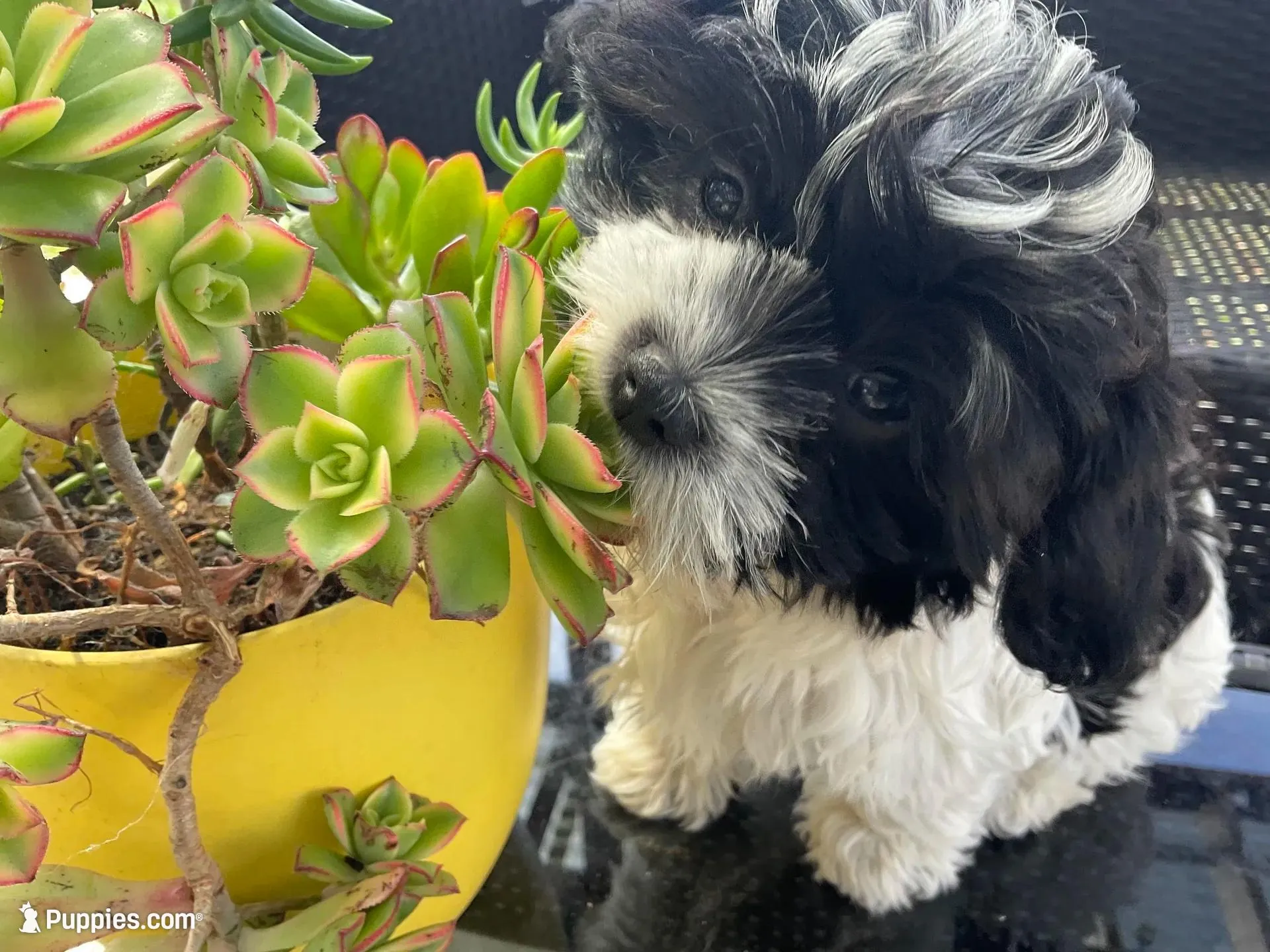 Moon – Shih Tzu puppy for sale in Inglewood, CA
