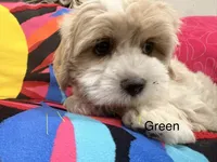 SEVEN, a female Maltese and Shih Tzu for sale in Inglewood, CA – 2 of 6