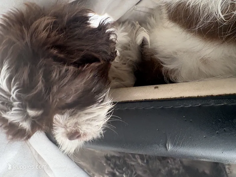 Handsome  – Maltese, Shih Tzu puppy for sale in Inglewood, CA