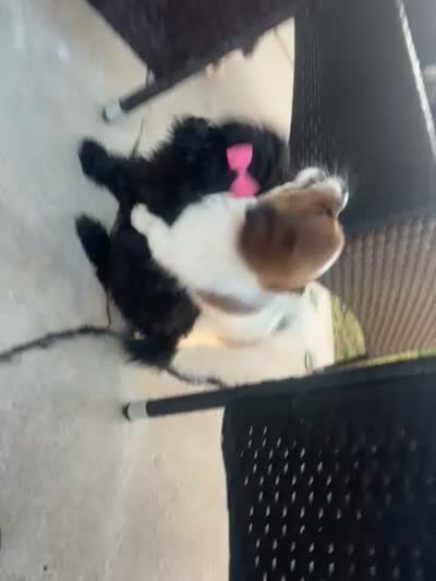 Pretty, a female Shih Tzu for sale in Inglewood, CA – 8 of 8