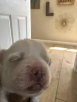 Mylk , a male Shih Tzu for sale in Inglewood, CA – Photo 2 of 3