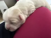 Mylk , a male Shih Tzu for sale in Inglewood, CA – Photo 3 of 3