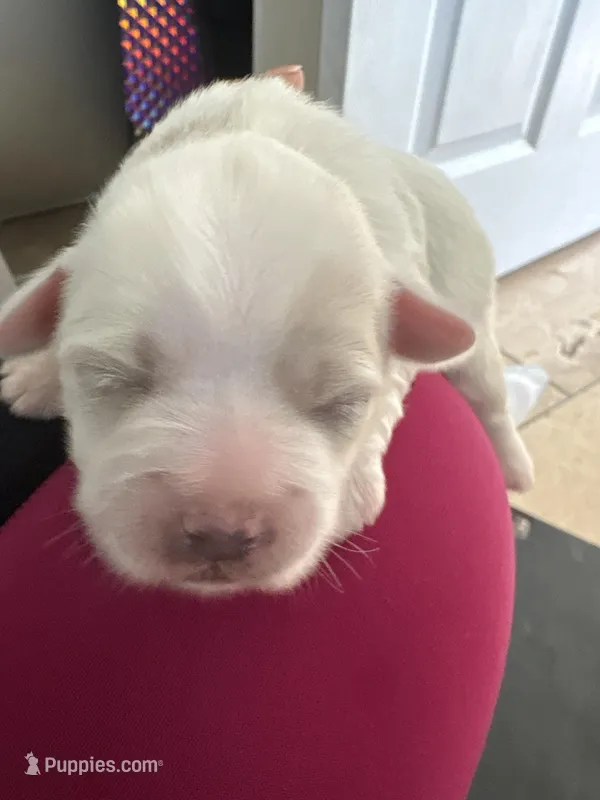 Mylk , a male Shih Tzu for sale in Inglewood, CA – Photo 1 of 3