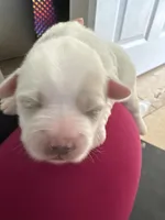 Mylk , a male Shih Tzu for sale in Inglewood, CA – Photo 1 of 3