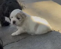 Mylk , a male Maltese and Shih Tzu for sale in Inglewood, CA – Photo 2 of 4