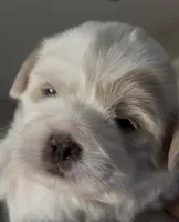 Mylk , a male Maltese and Shih Tzu for sale in Inglewood, CA – Photo 3 of 4